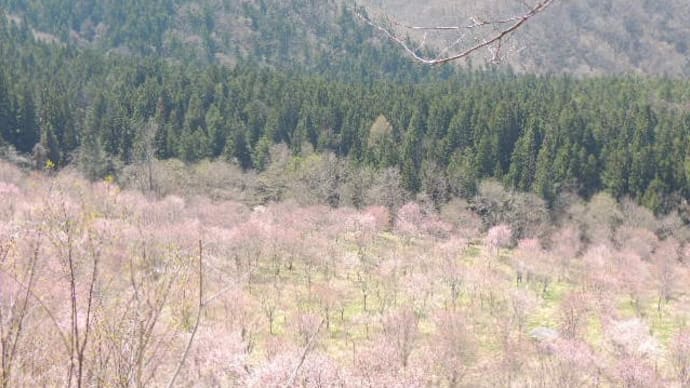 桜峠の桜と観音寺川の桜
