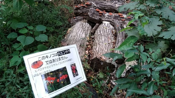 今日の谷戸山公園