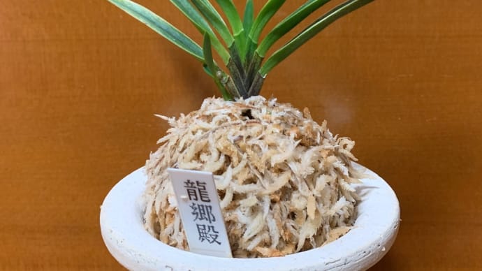 龍郷殿