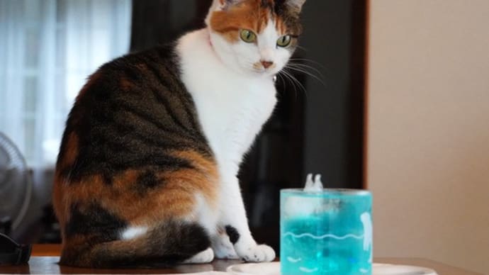 おうちで流氷気分♪