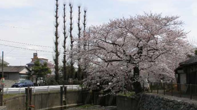 田谷堰の桜