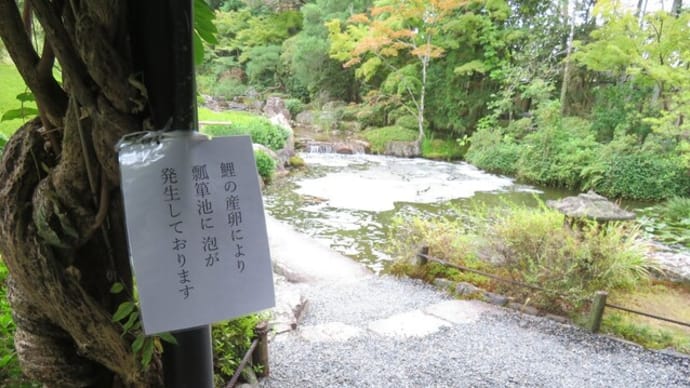 錦鯉(産卵)?(妙心寺退蔵院/京都市右京区花園)