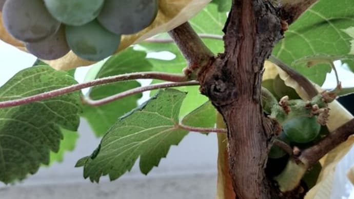 デラウェア✨🍇ほんのり紫色に変わってきた