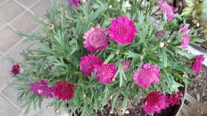 去年買った、ボンザマーガレット・・・花がだいぶ増えてきました~~!