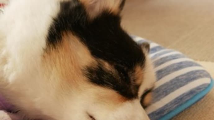 うぃる、最期の日までのこと*last*
