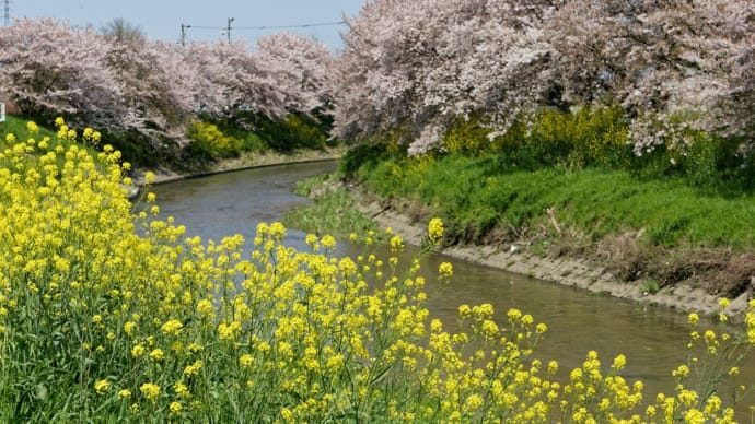 田原本町 飛鳥川沿い桜並木と菜の花