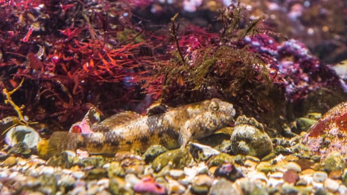 【下田海中水族館】うみめぐり FILE:4　西伊豆エリア②