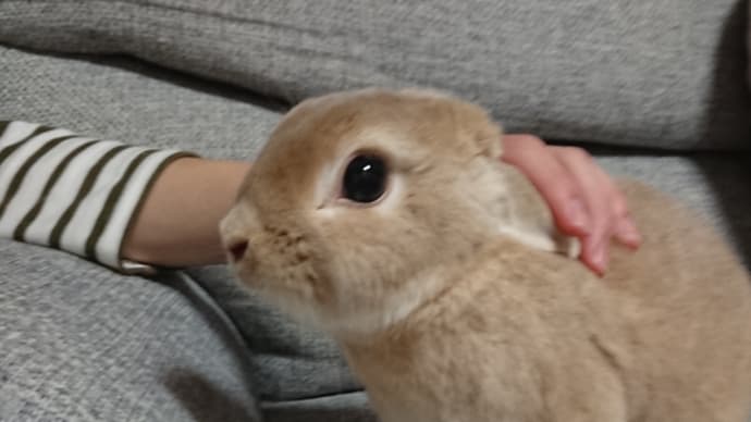 おしゃれなお友達