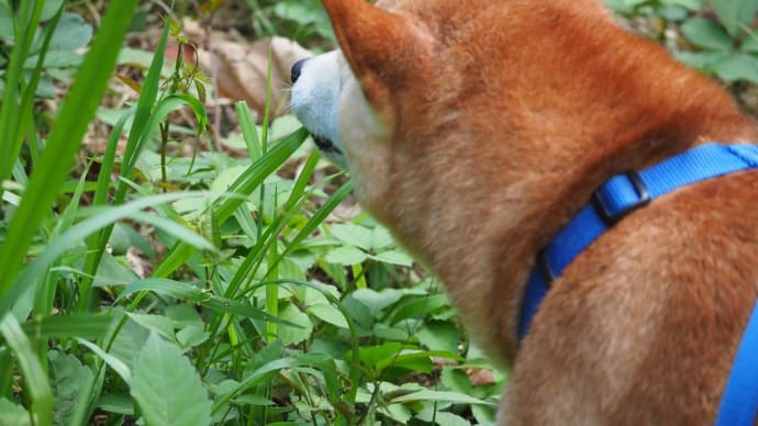 草食系男子
