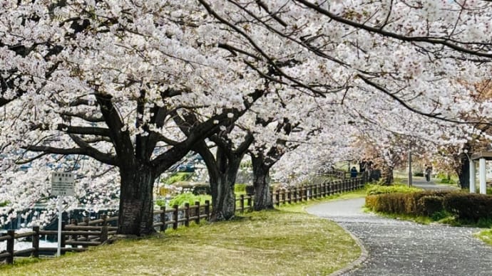 境川沿いの桜並木