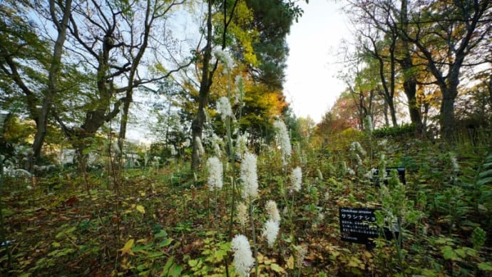 サラシナショウマ、バラの花とマンリョウの実(赤塚植物園 2021.11.20撮影)