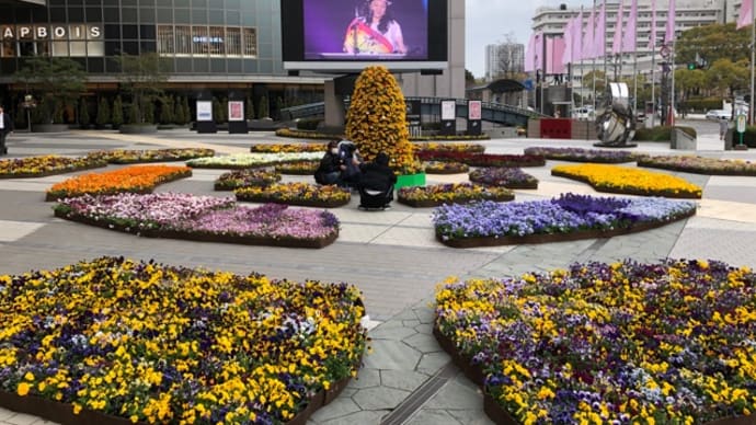広島のパセーラも全国都市緑化フェア「はなのわ」の会場の一つなんでしょうか？花満開です