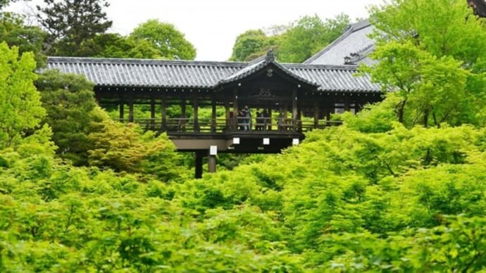 京都　青モミジ100シリーズの東福寺塔頭寺院の光明院（こうみょういん)