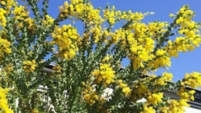 ちはら台の花鳥風月