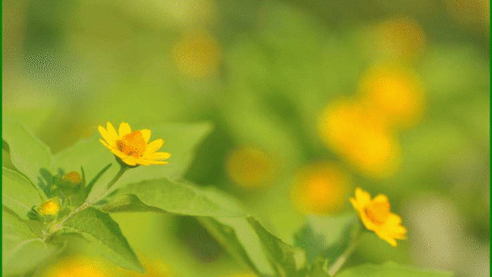 今年も、こぼれ種から育った「メランポジューム」に黄色い花が沢山咲いて・・・