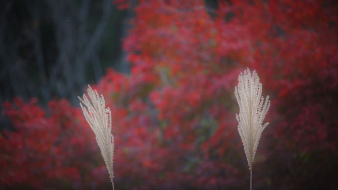 銀色紅葉、丹沢の秋