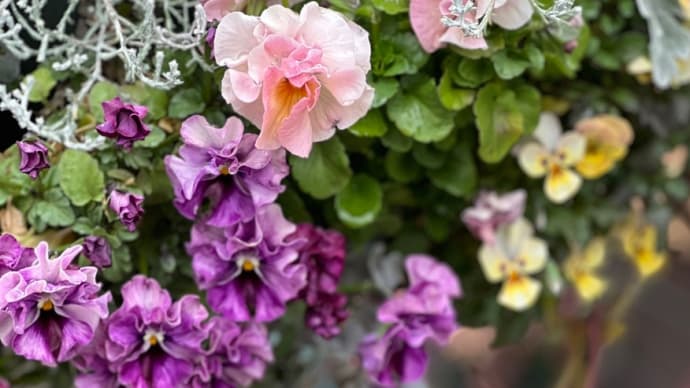 植えた覚えがないお花が咲きました