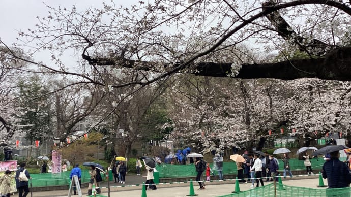 上野公園の桜🌸２０２４、４、３水曜日。