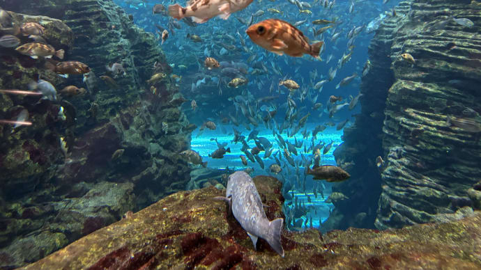 高さがあり いろいろな深さ 岩場 工夫いっぱいの大水槽 魚もいきいき