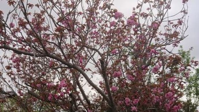 八重桜が咲き始めた　#八重桜　＃枯れかかっても桜　＃頑張れ　#声かけ　#嬉しい！