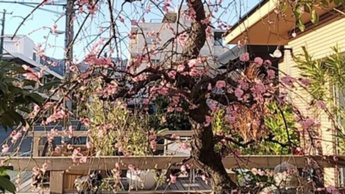 芦屋教室ご案内