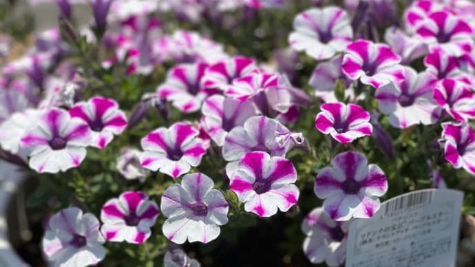 プランターのお花☆切り戻し後☆職場のプランターの水やり