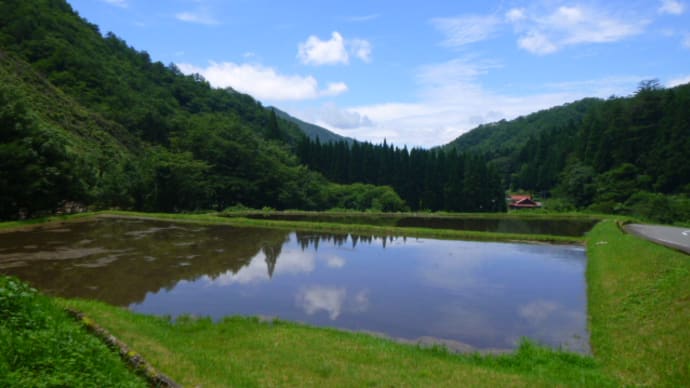 カツユなのか?