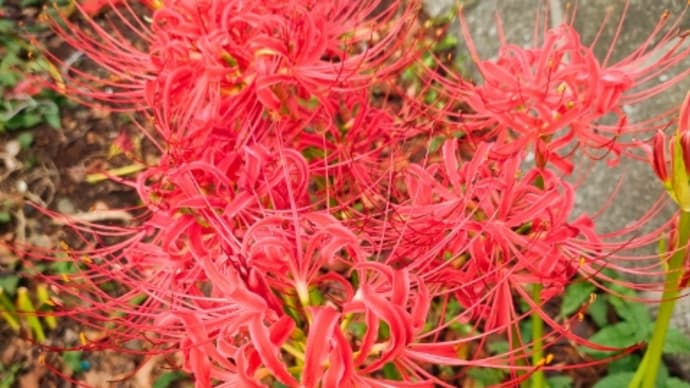 ようやくめぐり逢えた曼珠沙華