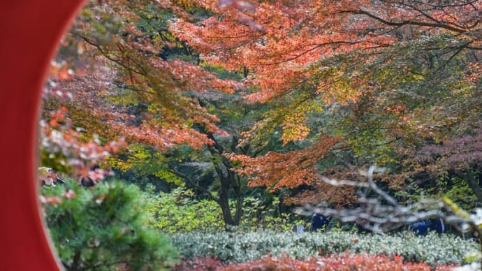 秋色鎌倉【明月院】紅葉散策の週末、開門１５分前に１０数名の行列