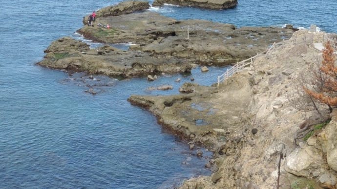 波根西の珪化木