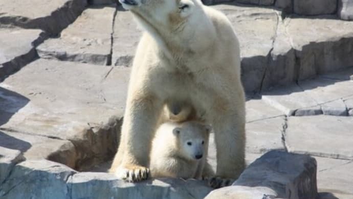 キグナス氷河 後編 我が師よ我がシベリアの友よ
