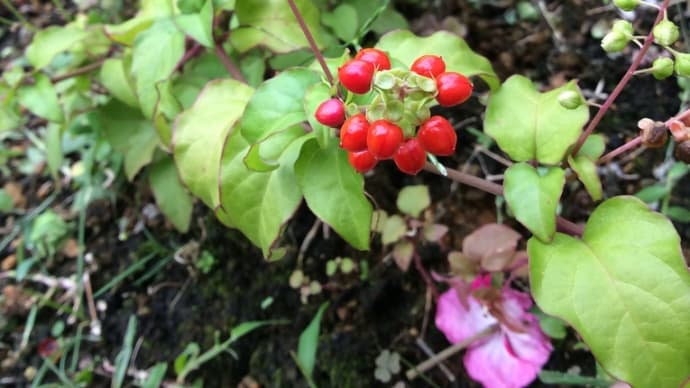 Sept. 数珠珊瑚 毟られました