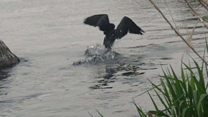 テンカラ釣行!地元河川!