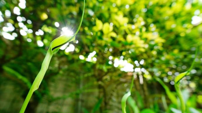 珍花と変な虫(板橋区立赤塚植物園 2025.5.11撮影)