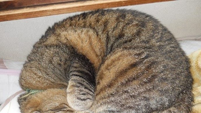アンモニャイト比べ