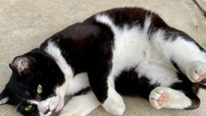 🐈⬛地域猫*ナナを送る歌《その2》(哀悼文芸)