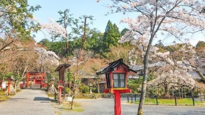 京都市西京区・大原野神社の千眼桜は「開花してから3日程で散る幻の桜」