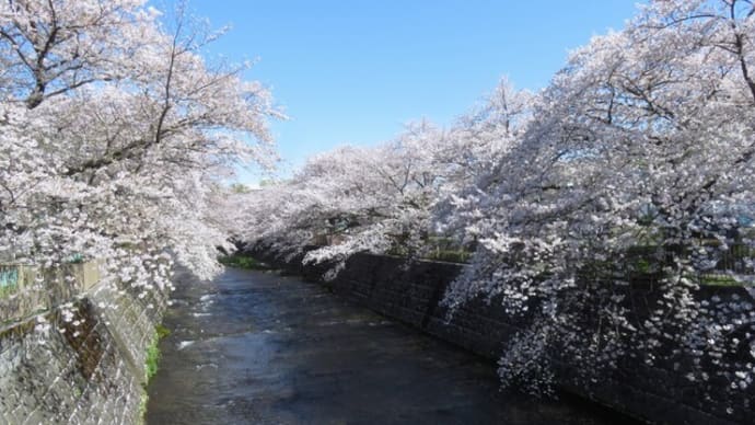 恩田川~散り始めた桜