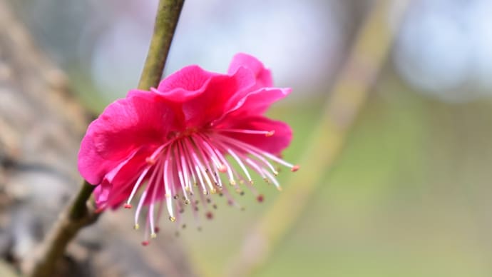 梅の花＊＊＊。