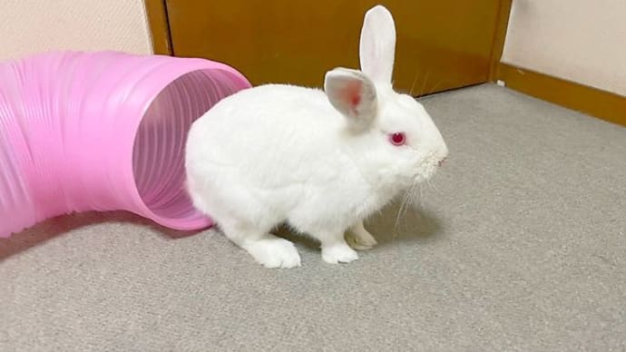 シロ、元気には元気なんですが。