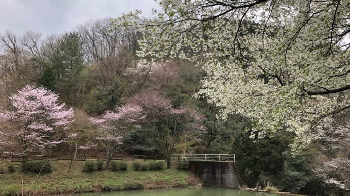 霊山(りょうぜん) 桜の春にひたって