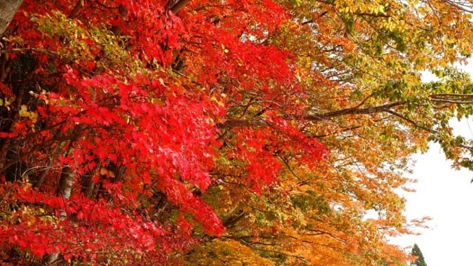 色づく秋の旅～大分へ
