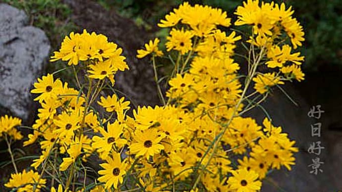 馬場花木園　その2