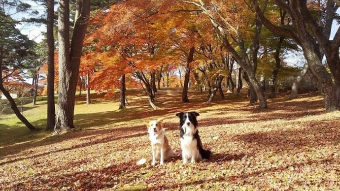 Ｔ公園紅葉