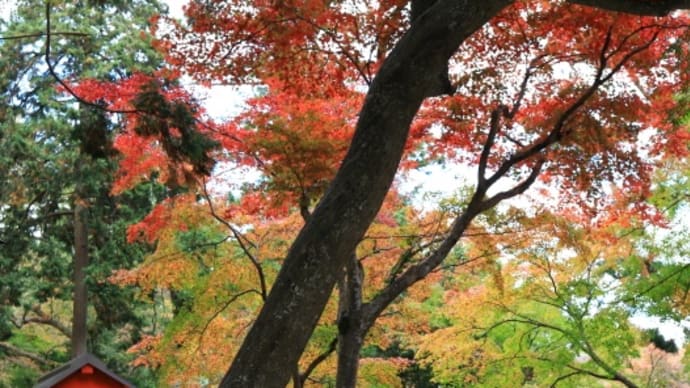 日吉大社で紅葉日和