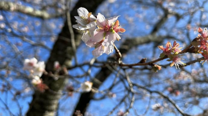 冬桜と紅葉 @桜山公園