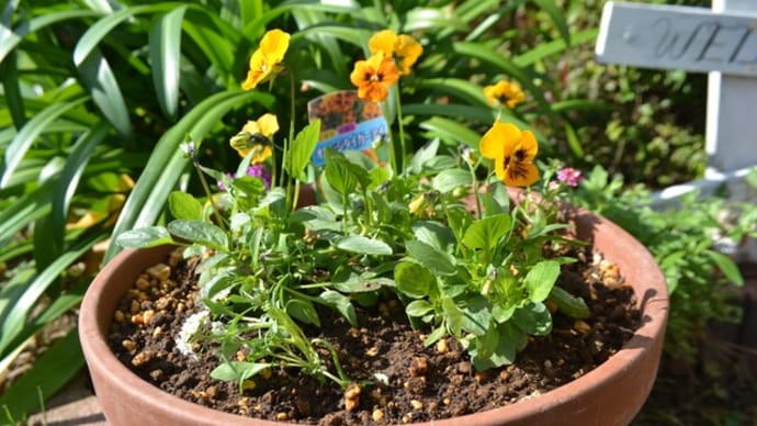 ビオラの植え替えの続き、冬咲きクレマチス”日枝”の開花♪