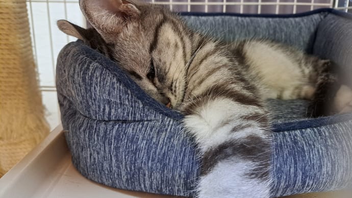 とにもかくにも眠いので寝ます。
