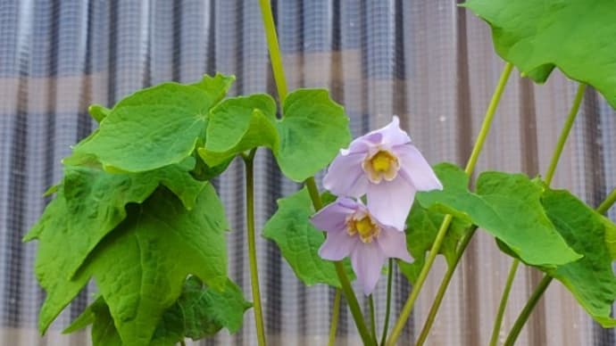 戸隠ショウマや桃花サンギナリアが咲いて