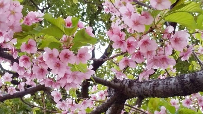 神楽坂・’２２桜「南蔵院」河津桜